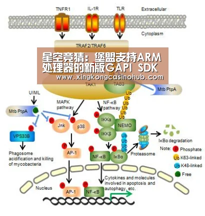 星空竞猜:堡盟支持ARM处理器的新版GAPI SDK(图2) 星空官网