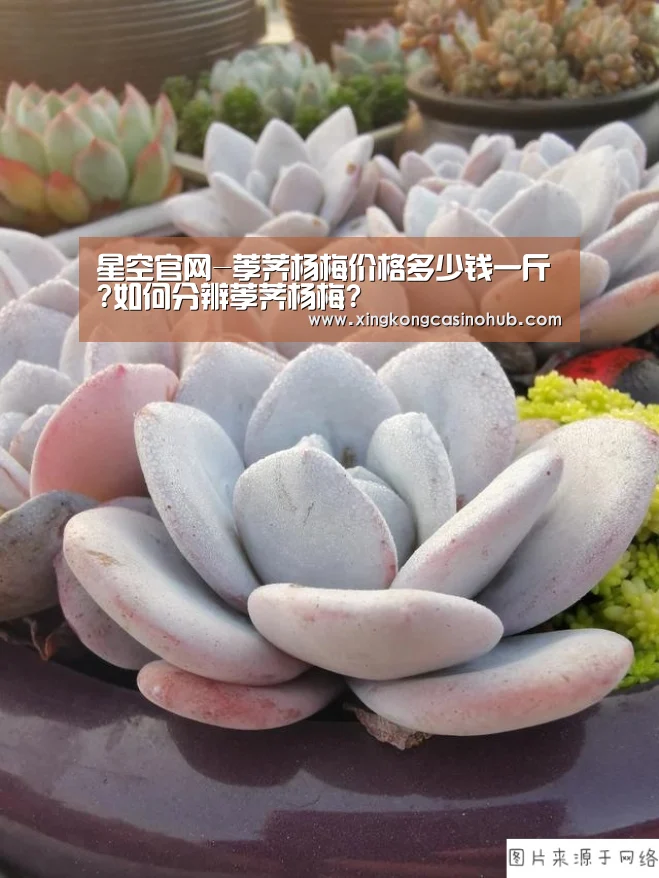 星空官网-荸荠杨梅价格多少钱一斤?如何分辨荸荠杨梅?(图1) 星空竞猜