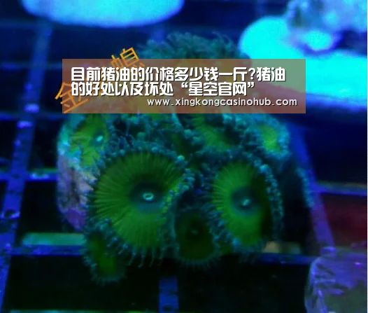 目前猪油的价格多少钱一斤?猪油的好处以及坏处“星空官网”(图1) 星空竞猜